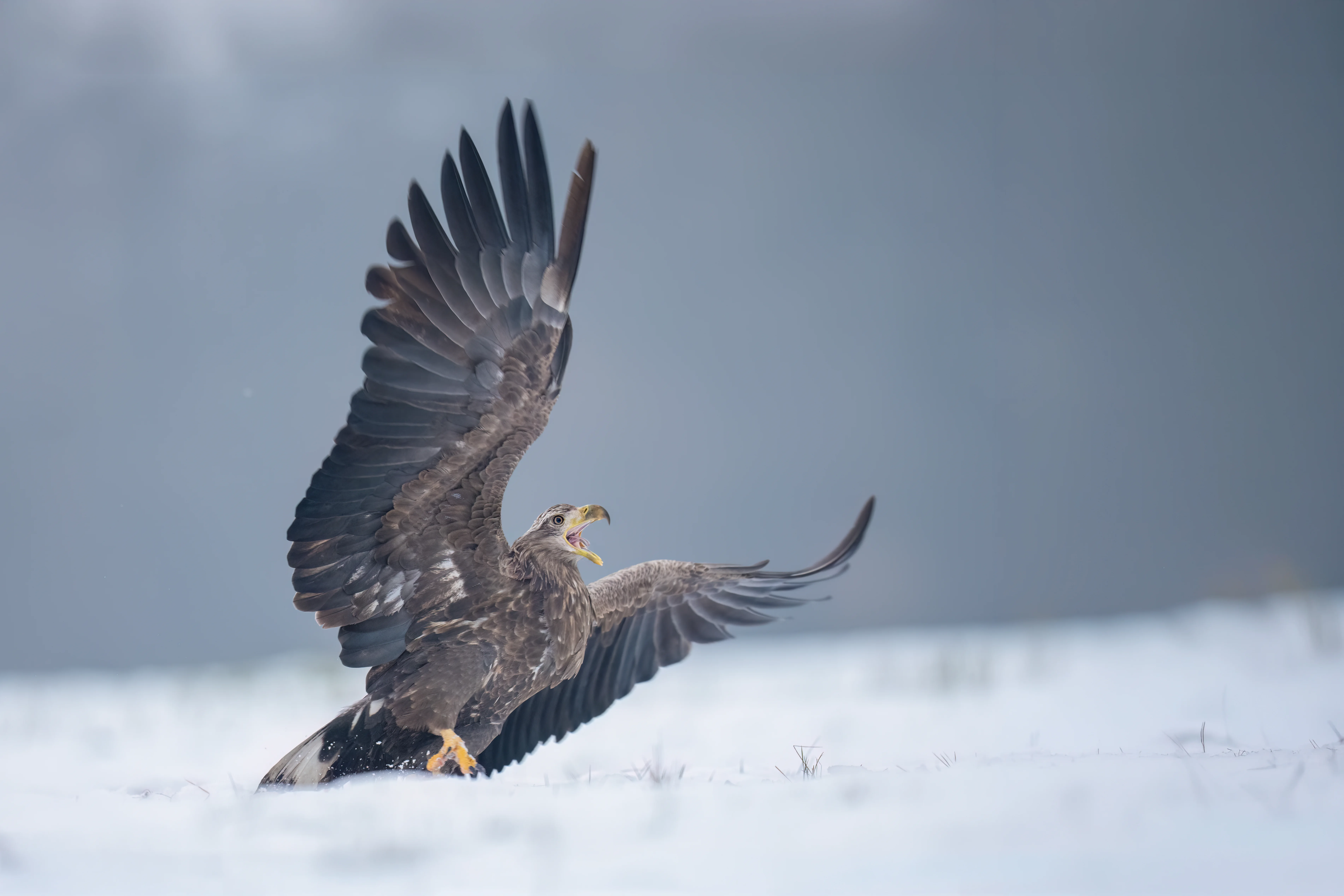 Warmia Elite Wildlife Photography gallery image 16